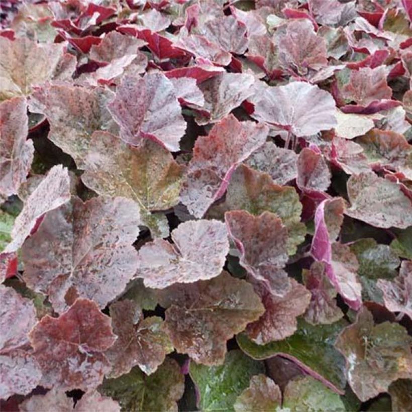 Heuchera XXL (Fogliame)