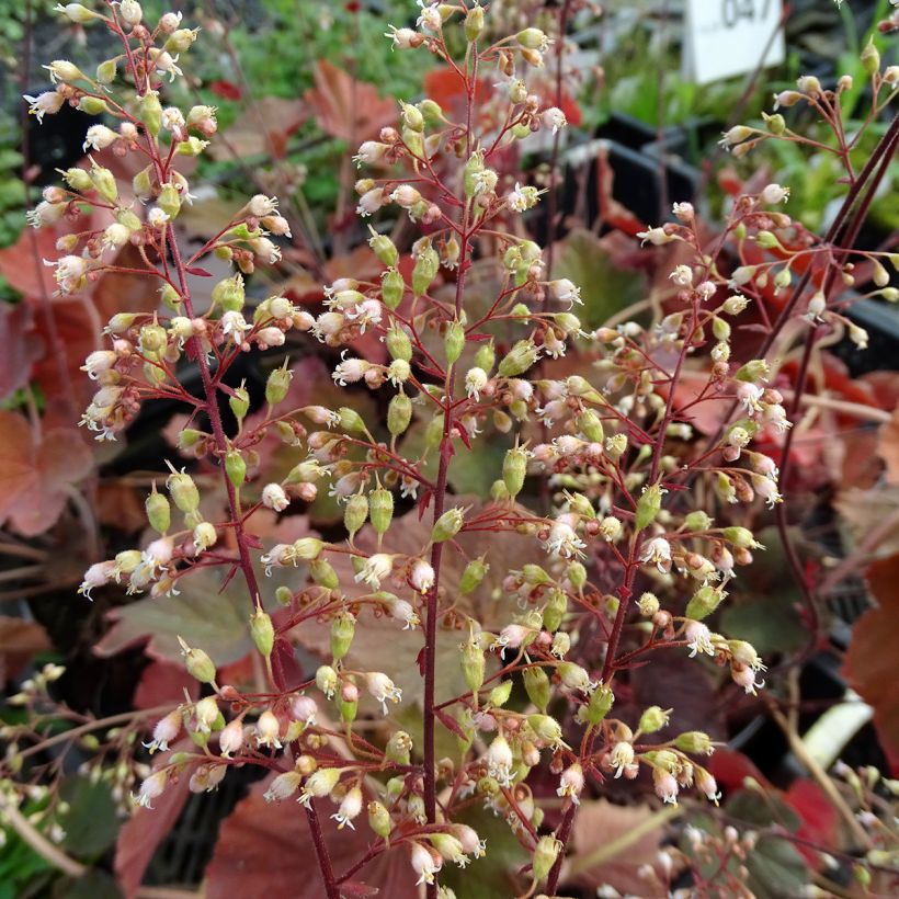 Heuchera XXL (Fioritura)