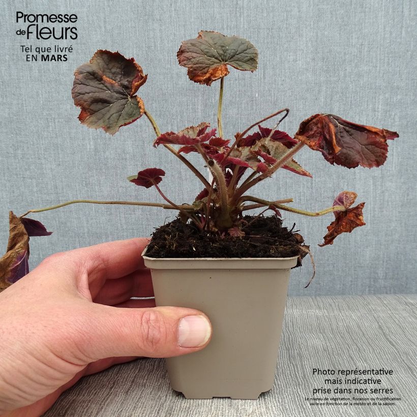 Heuchera XXL - Heuchère Godet de 9cm esemplare consegnato in inverno