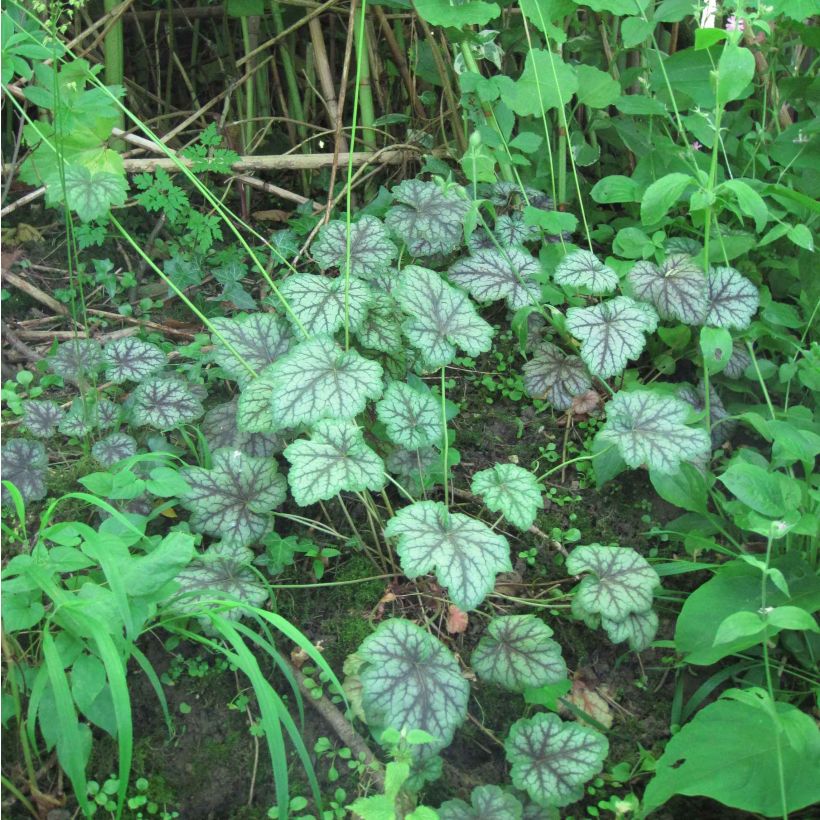 Heuchera americana Dale's Strain (Porto)