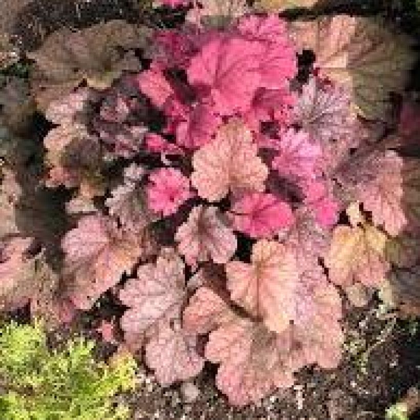 Heuchera Berry Smoothie (Porto)