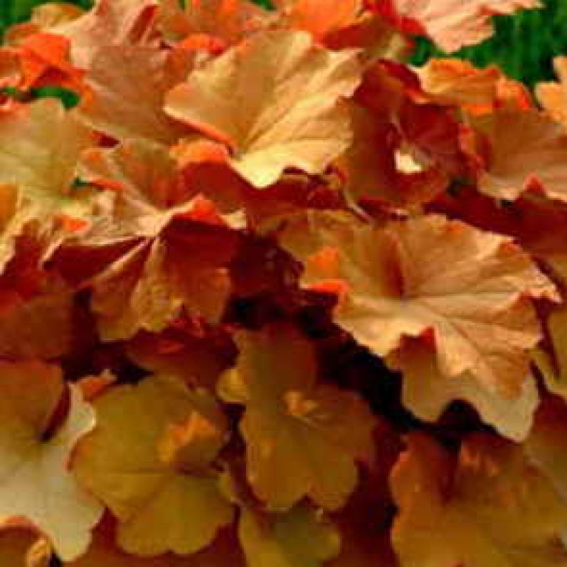 Heuchera Caramel (Fogliame)