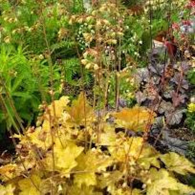 Heuchera Ginger Ale (Porto)