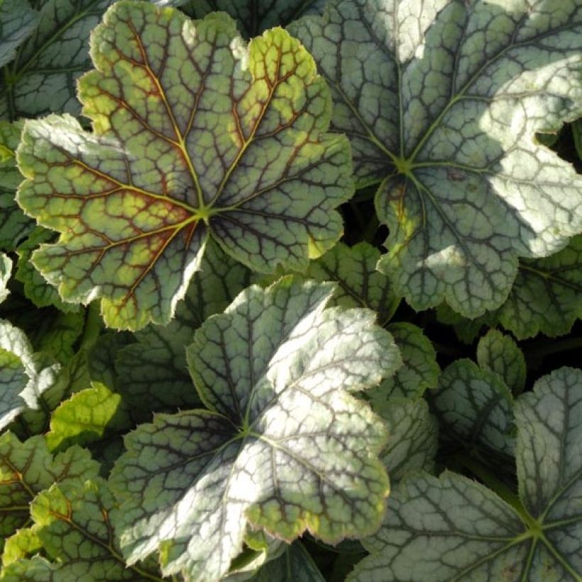 Heuchera Green Spice (Fogliame)