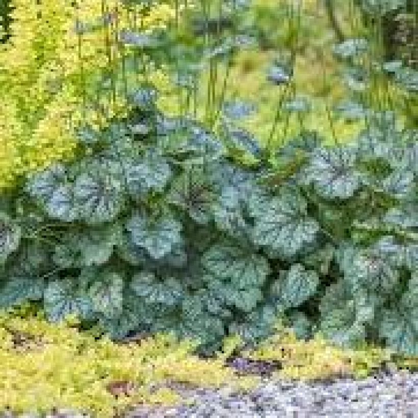 Heuchera Green Spice (Porto)