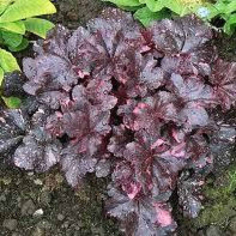 Heuchera Midnight Rose (Porto)