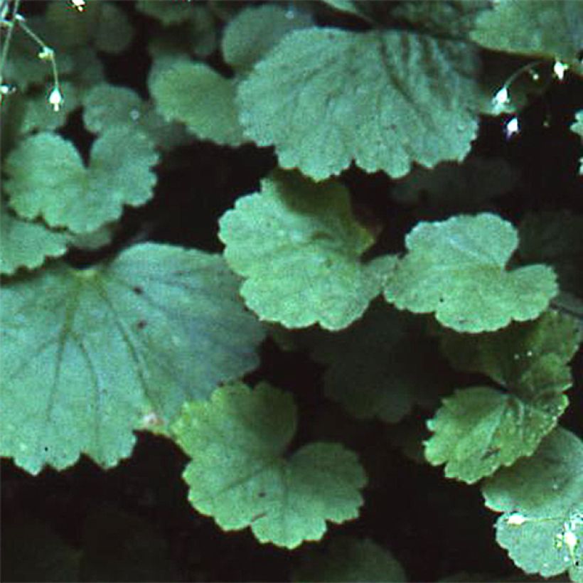 Heuchera parvifolia var. nivalis (Fogliame)