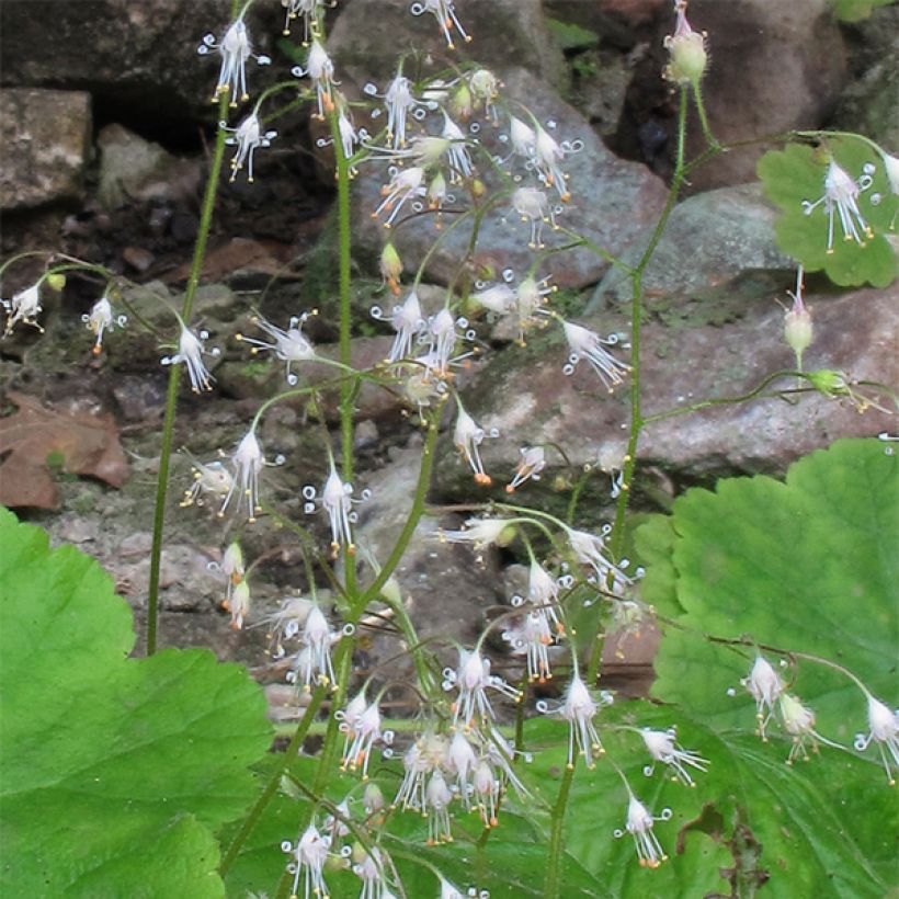 Heuchera parvifolia var. nivalis (Fioritura)