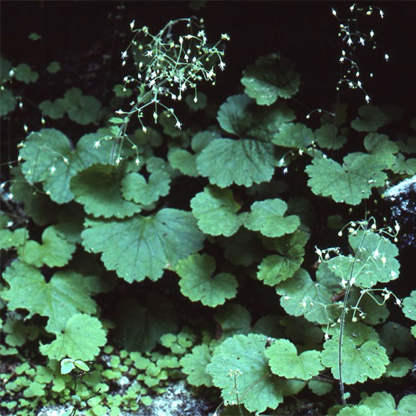 Heuchera parvifolia var. nivalis (Porto)