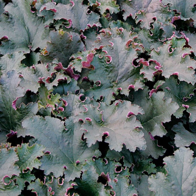 Heuchera Purple Petticoats (Fogliame)