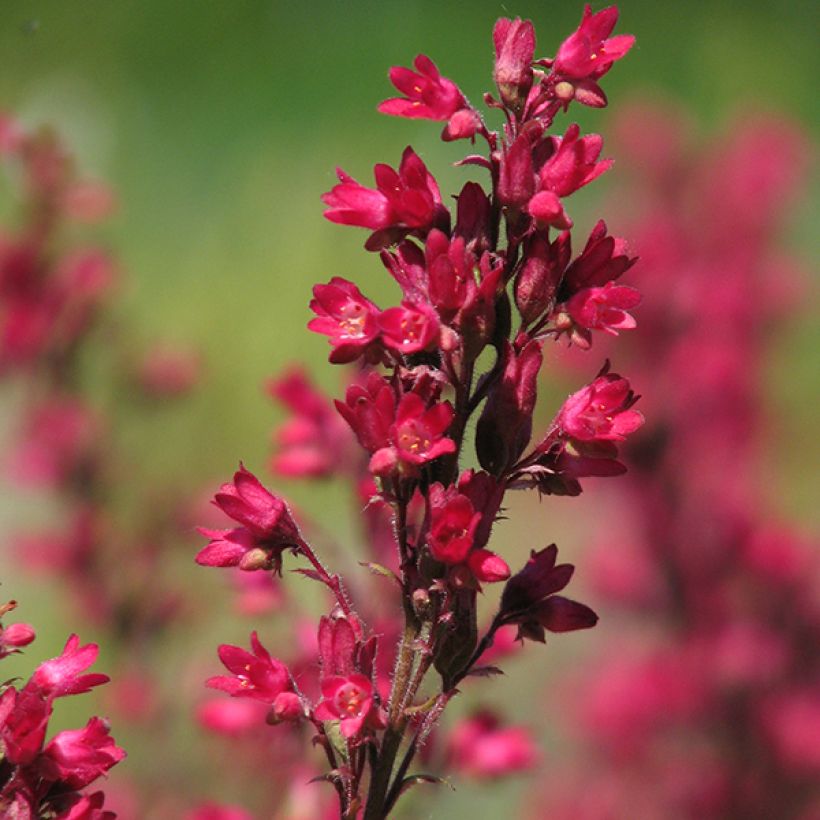 Heuchera sanguinea Leuchtkäfer - Campane di corallo (Fioritura)