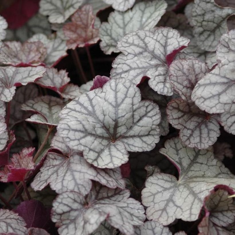 Heuchera Silver Scrolls (Fogliame)