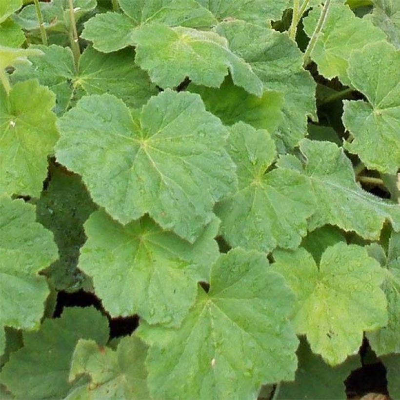 Heuchera villosa var. macrorrhiza (Fogliame)