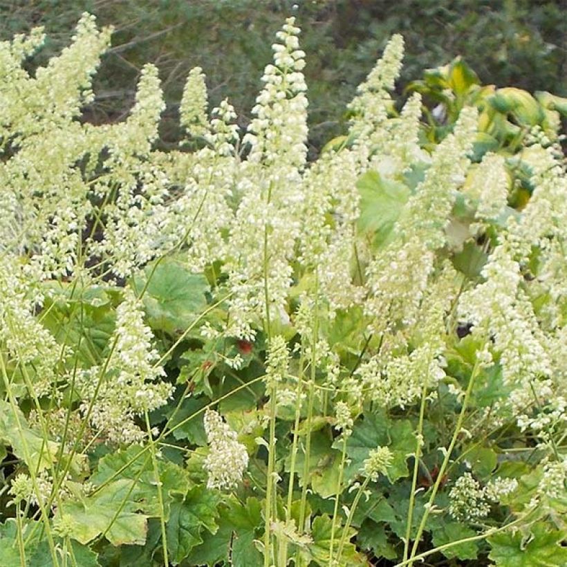 Heuchera villosa var. macrorrhiza (Fioritura)