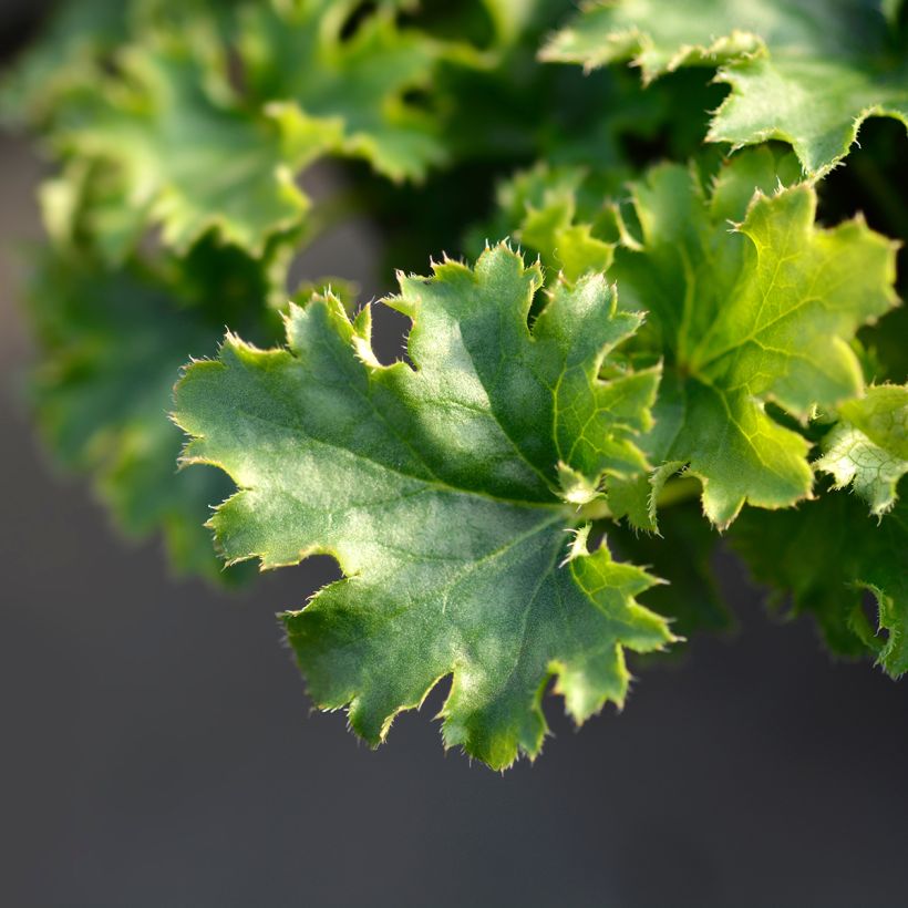 Heuchera Apple Crisp (Fogliame)