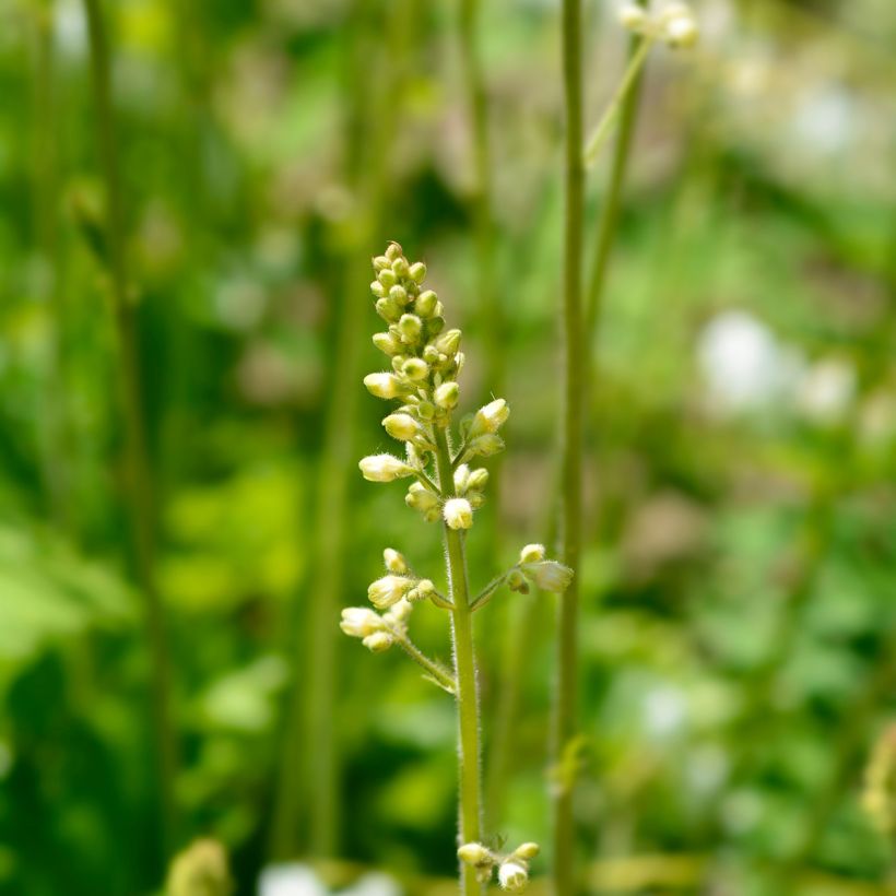 Heuchera Apple Crisp (Fioritura)