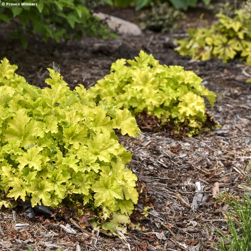 Heuchera Apple Twist (Porto)