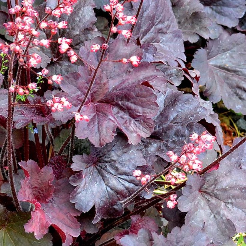 Heuchera Bella Notte (Fogliame)