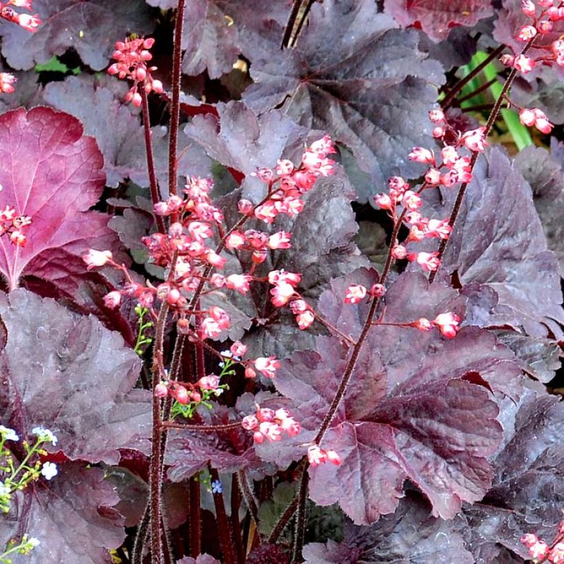 Heuchera Bella Notte (Fioritura)