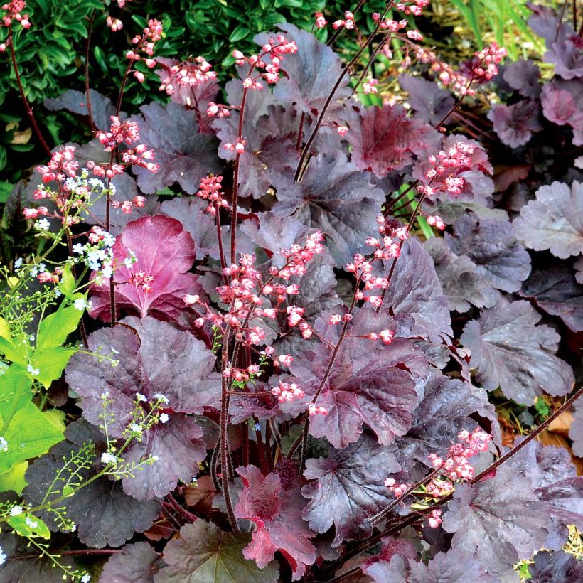 Heuchera Bella Notte (Porto)