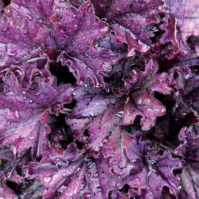 Heuchera Forever Purple (Fogliame)