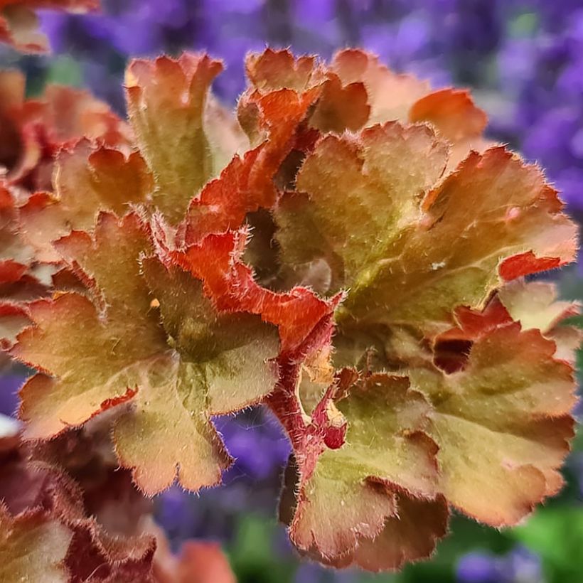 Heuchera Frilly (Fogliame)