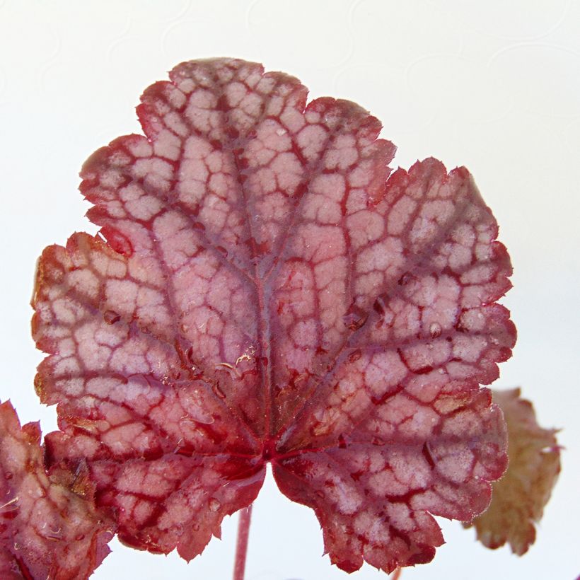 Heuchera Amethyst Myst (Fogliame)