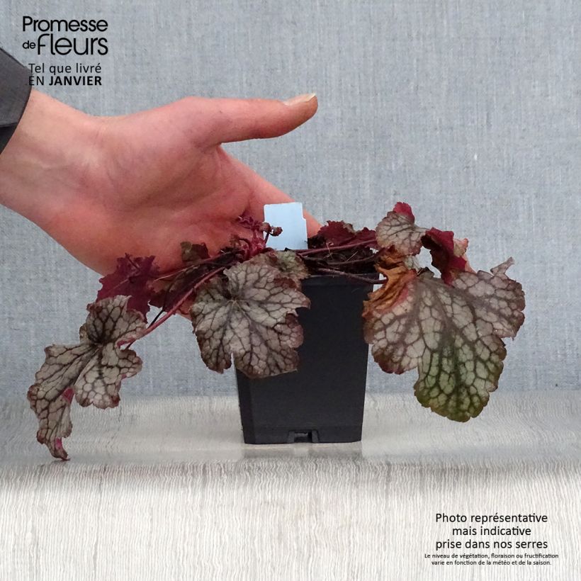 Heuchère - Heuchera Amethyst Myst Godet de 9cm esemplare consegnato in inverno