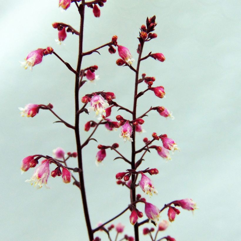 Heuchera Beaujolais (Fioritura)