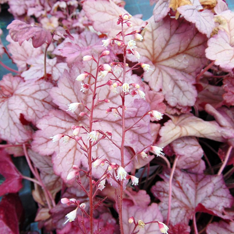 Heuchera Berry Smoothie (Fioritura)