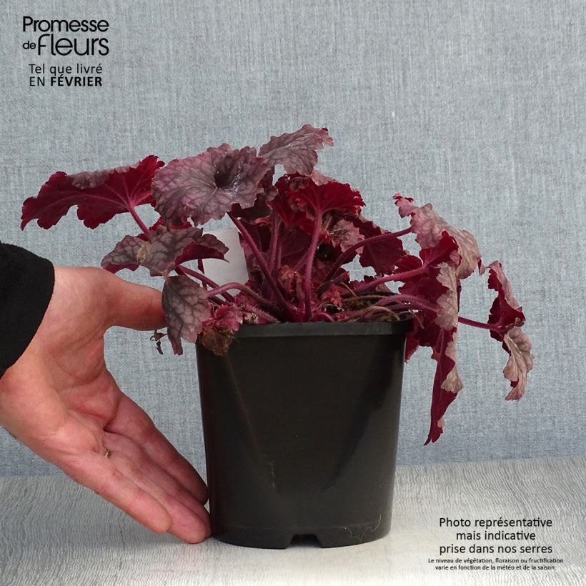 Heuchère - Heuchera Berry Smoothie en pot de 1,5L./2L. esemplare consegnato in inverno