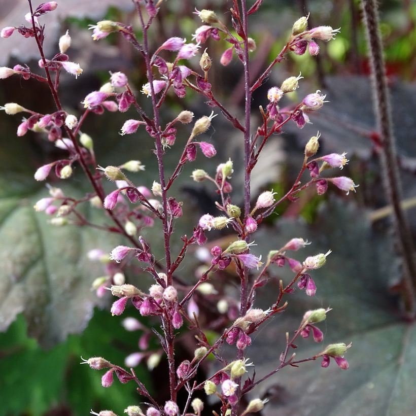 Heuchera Binoche (Fioritura)