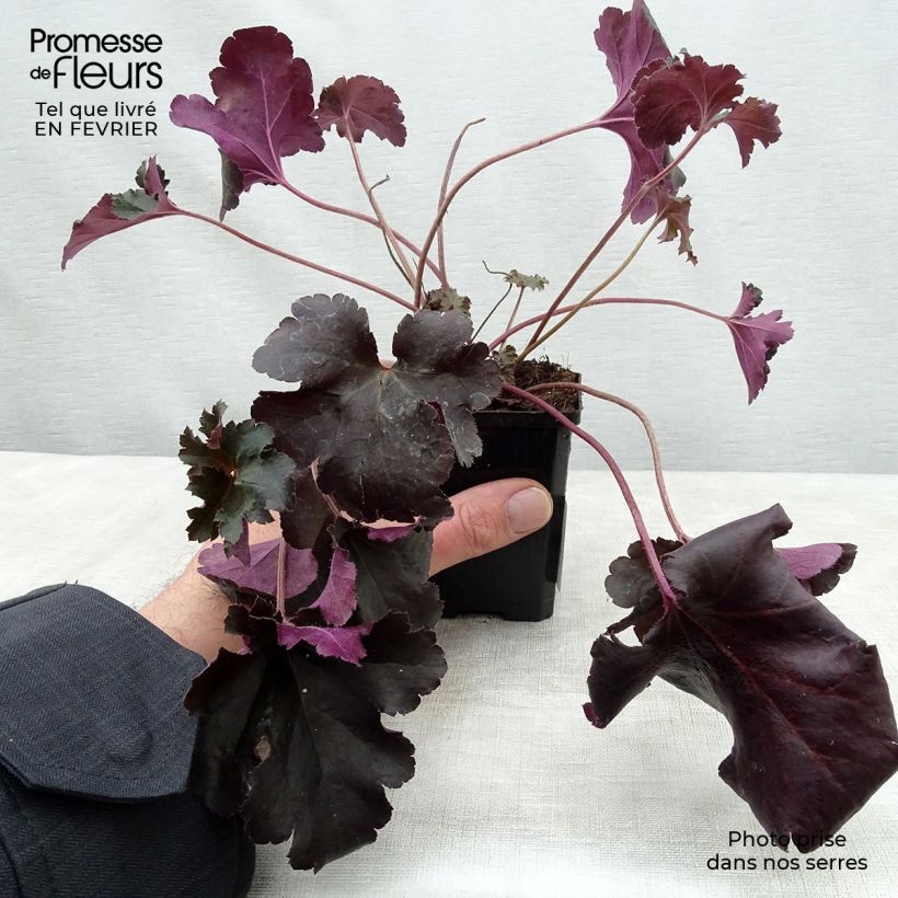 Heuchère - Heuchera Black Pearl en godet de 9 cm esemplare consegnato in inverno