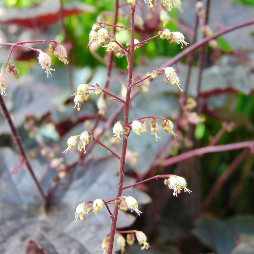 Heuchera Blackout (Fioritura)