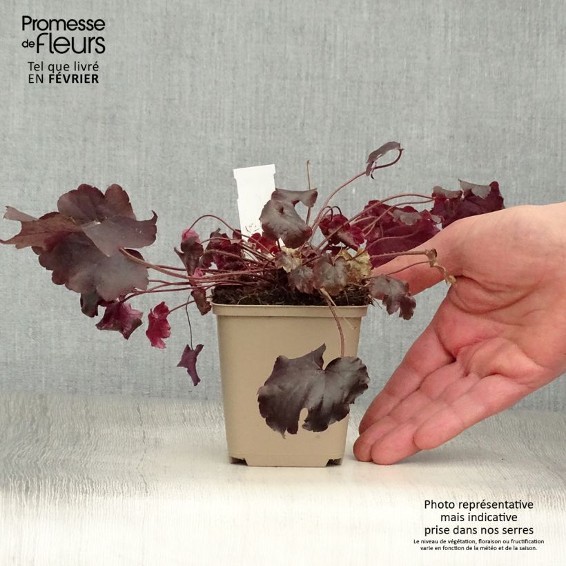 Heuchère - Heuchera Blackout en godet de 9 cm esemplare consegnato in inverno