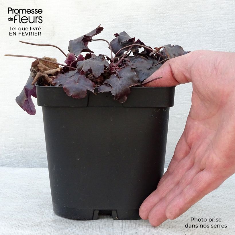 Heuchère - Heuchera Blackout en pot de 2L/3L esemplare consegnato in inverno