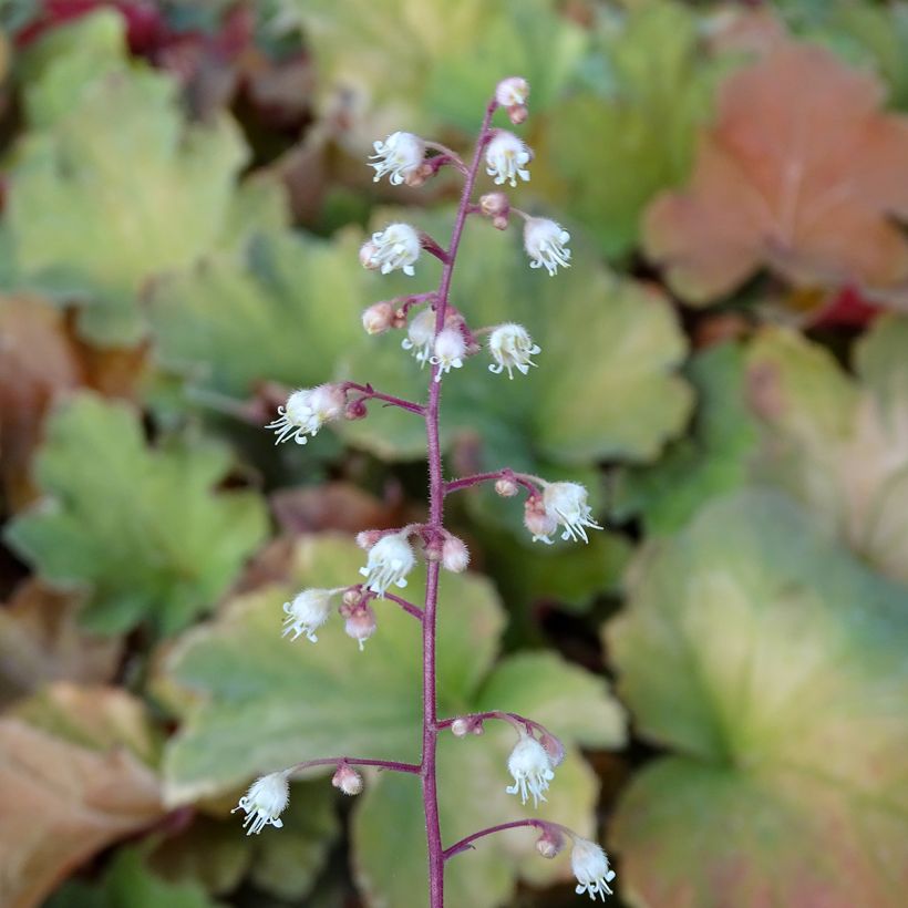 Heuchera Caramel (Fioritura)