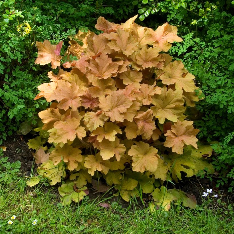 Heuchera Caramel (Porto)