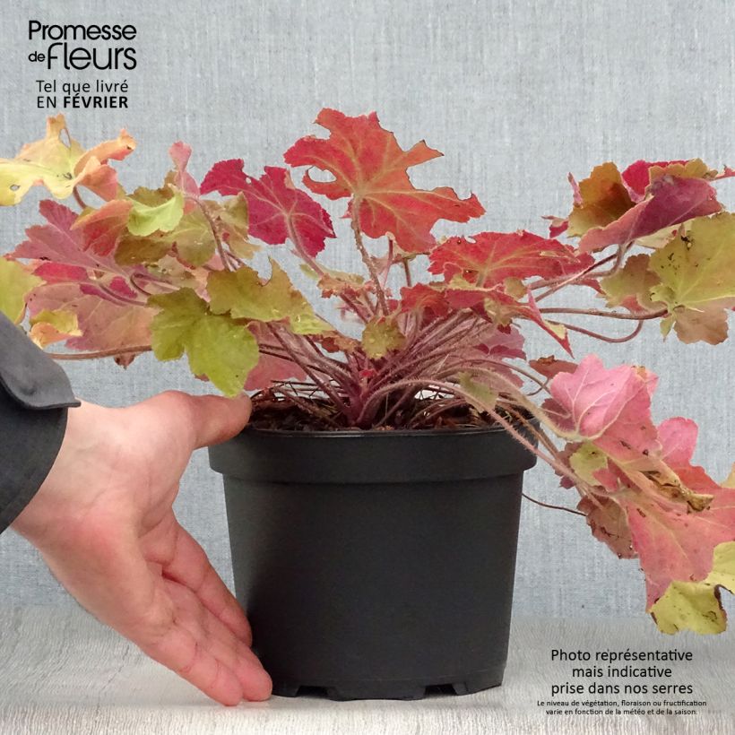 Heuchère - Heuchera Caramel en pot de 2L/3L esemplare consegnato in inverno