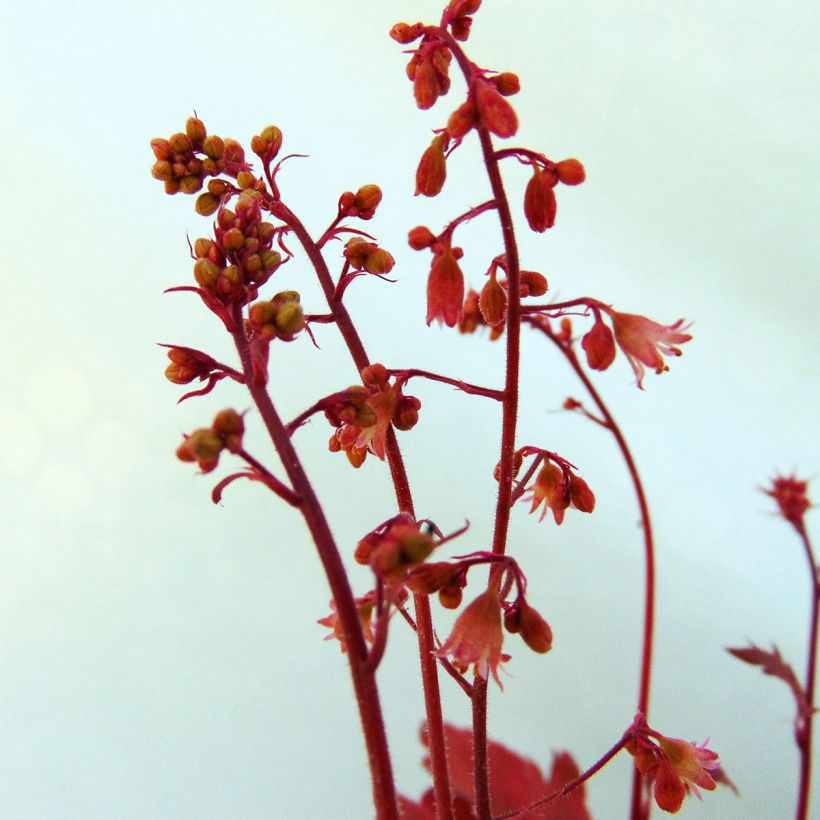 Heuchera Cherry Cola (Fioritura)