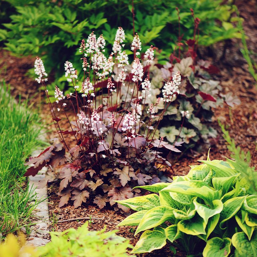 Heuchera Chocolate Ruffle (Porto)