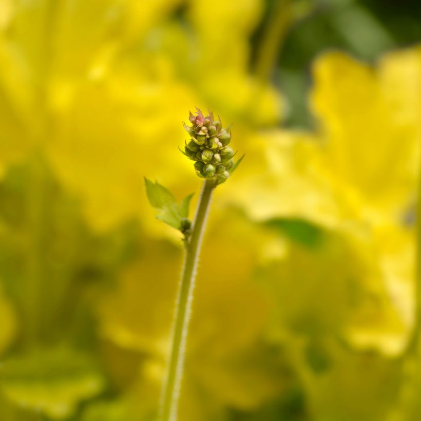 Heuchera Electric Lime (Fioritura)