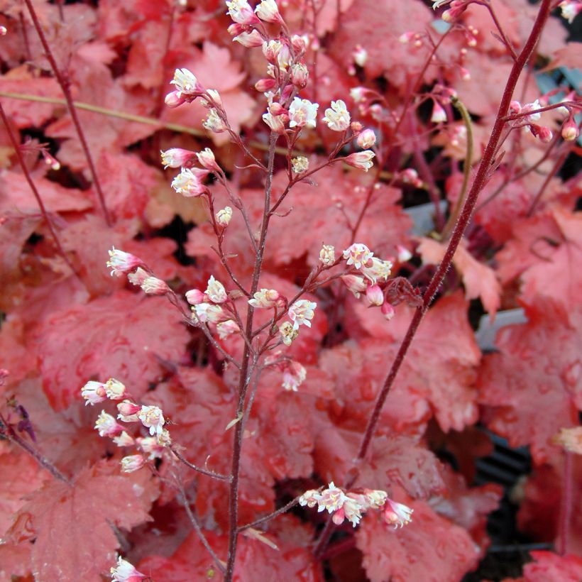 Heuchera Fire Chief (Fioritura)