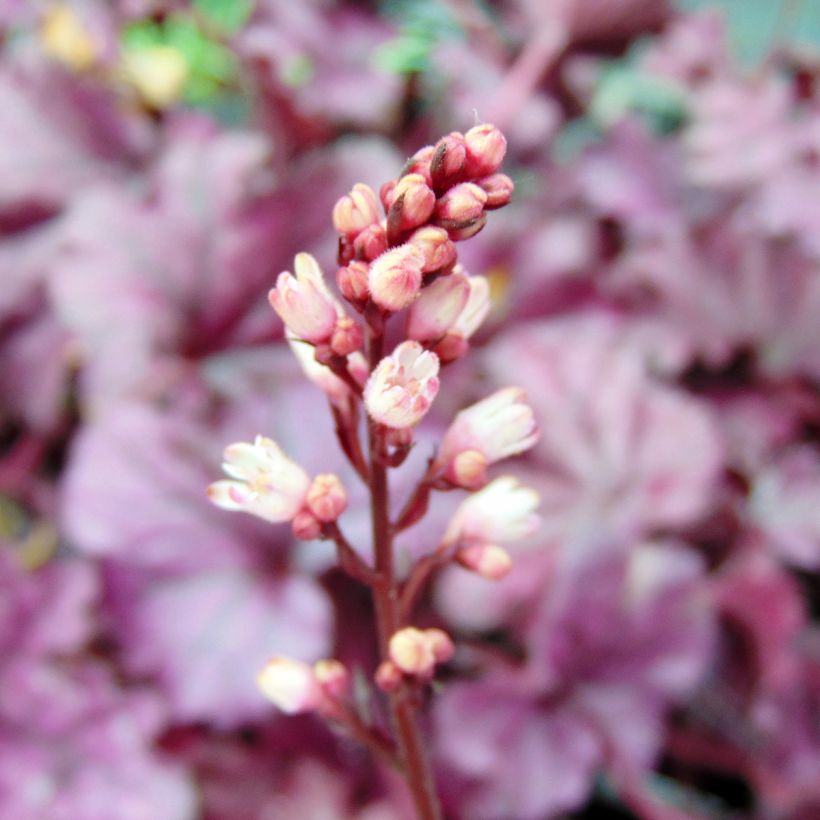 Heuchera Forever Purple (Fioritura)