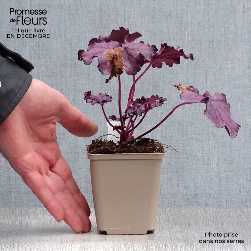 Heuchere - Heuchera Forever Purple Godet de 9cm esemplare consegnato in inverno