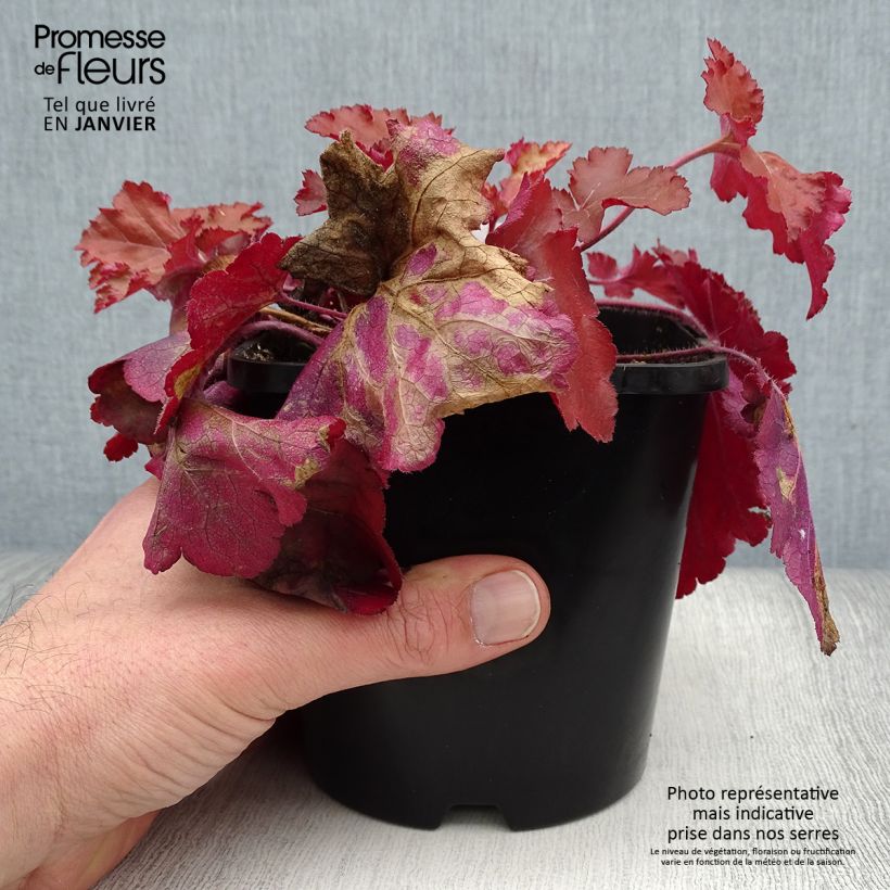 Heuchere - Heuchera Forever Red Pot de 1.5L./2L. esemplare consegnato in inverno