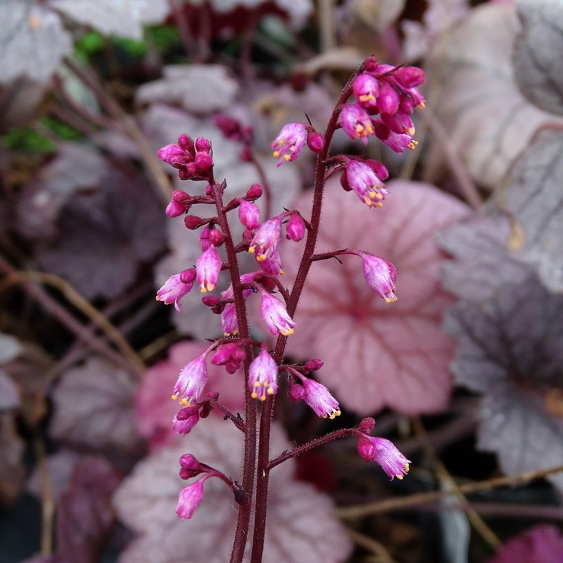 Heuchera Georgia Plum (Fioritura)