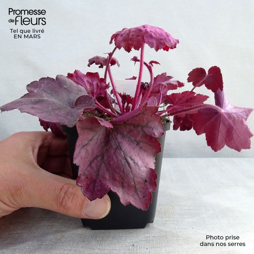 Heuchère - Heuchera Georgia Plum en godet de 9 cm esemplare consegnato in inverno