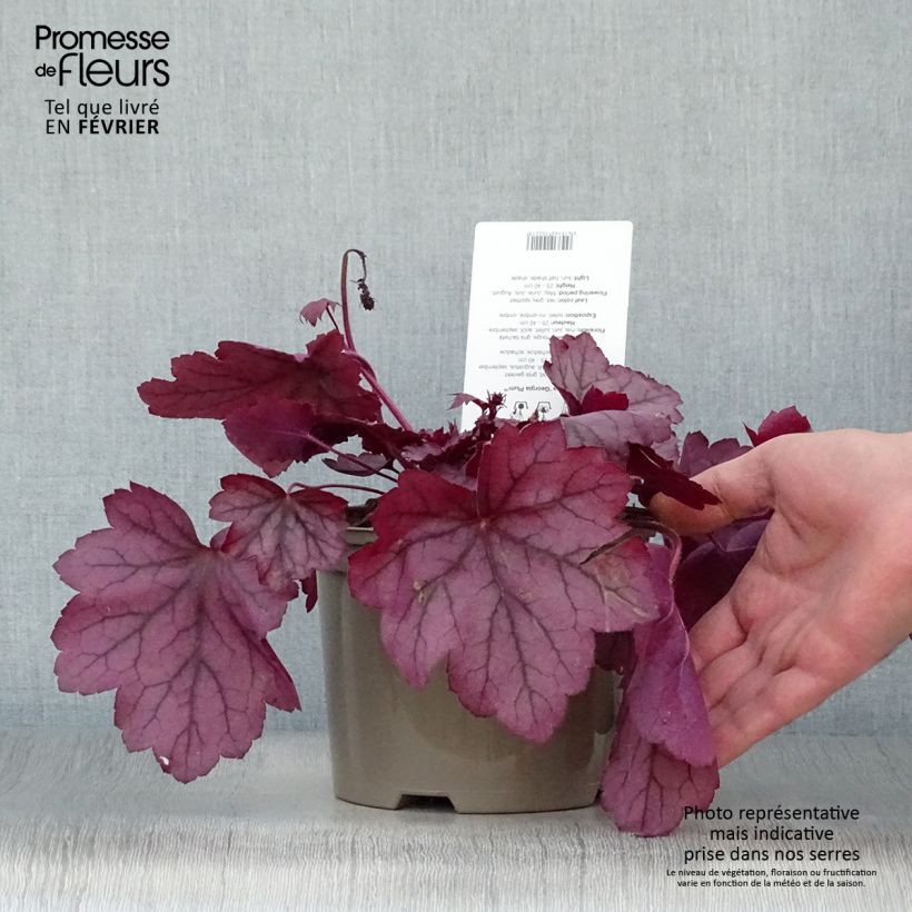 Heuchère - Heuchera Georgia Plum en pot de 2L/3L esemplare consegnato in inverno