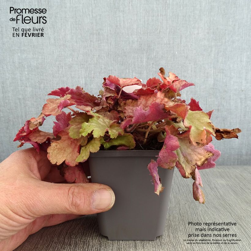 Heuchère - Heuchera Ginger Peach Godet de 9cm esemplare consegnato in inverno